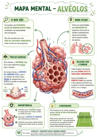 Capa de Sistema Respiratório Conceitos E Atividades 1